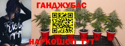 крисы Нальчик