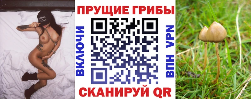 магазин  наркотиков  Якутск  Псилоцибиновые грибы Cubensis 